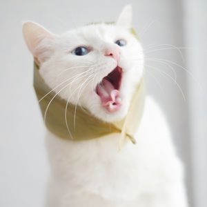 Meet your Posher, Leeann